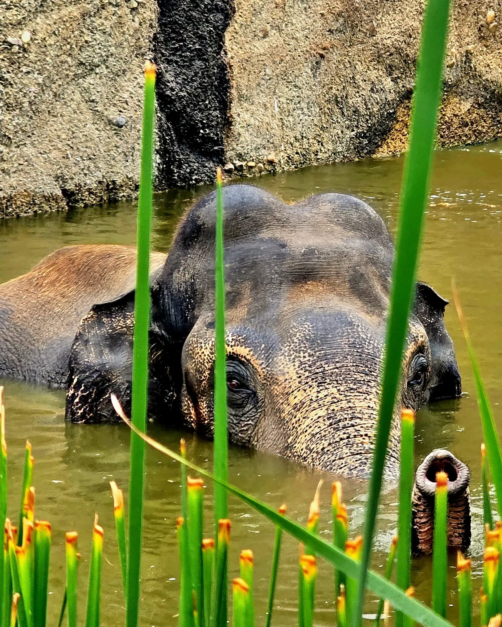 Experience elephants up close