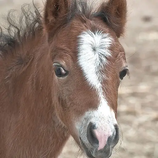 Pony