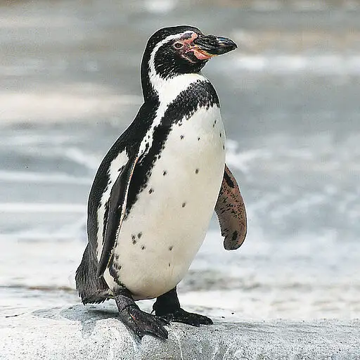 Humboldt penguins