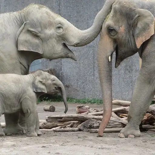 Asian elephants