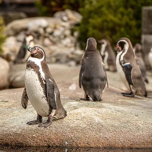 Humboldt penguins