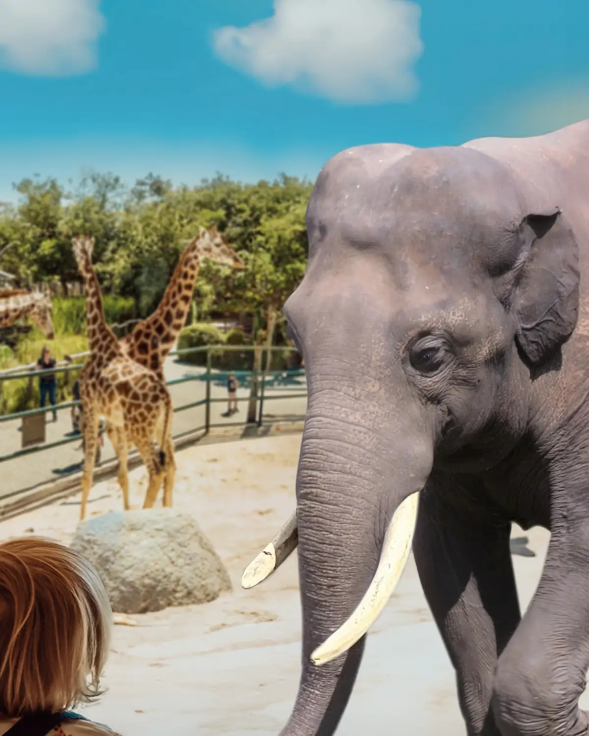 Experience elephants up close
