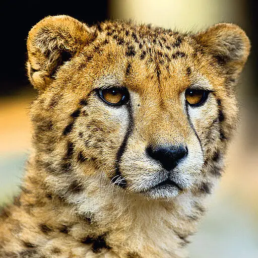 cheetah