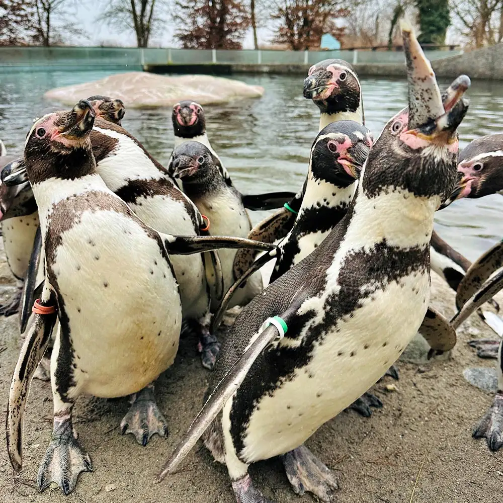 Humboldt penguins