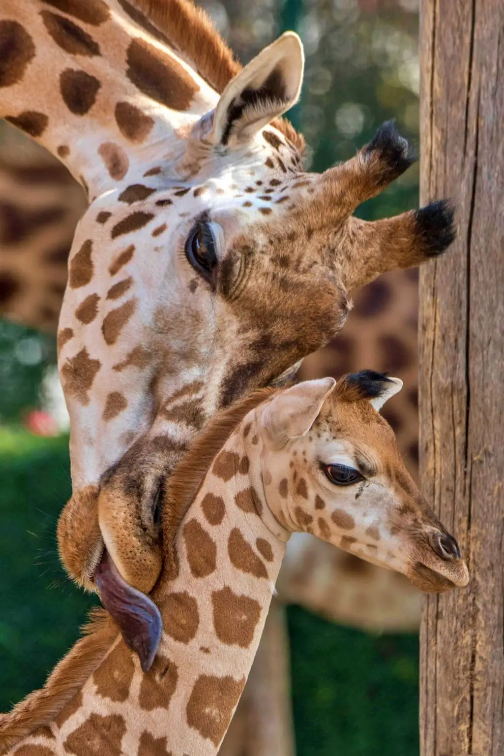 Giraffe special
